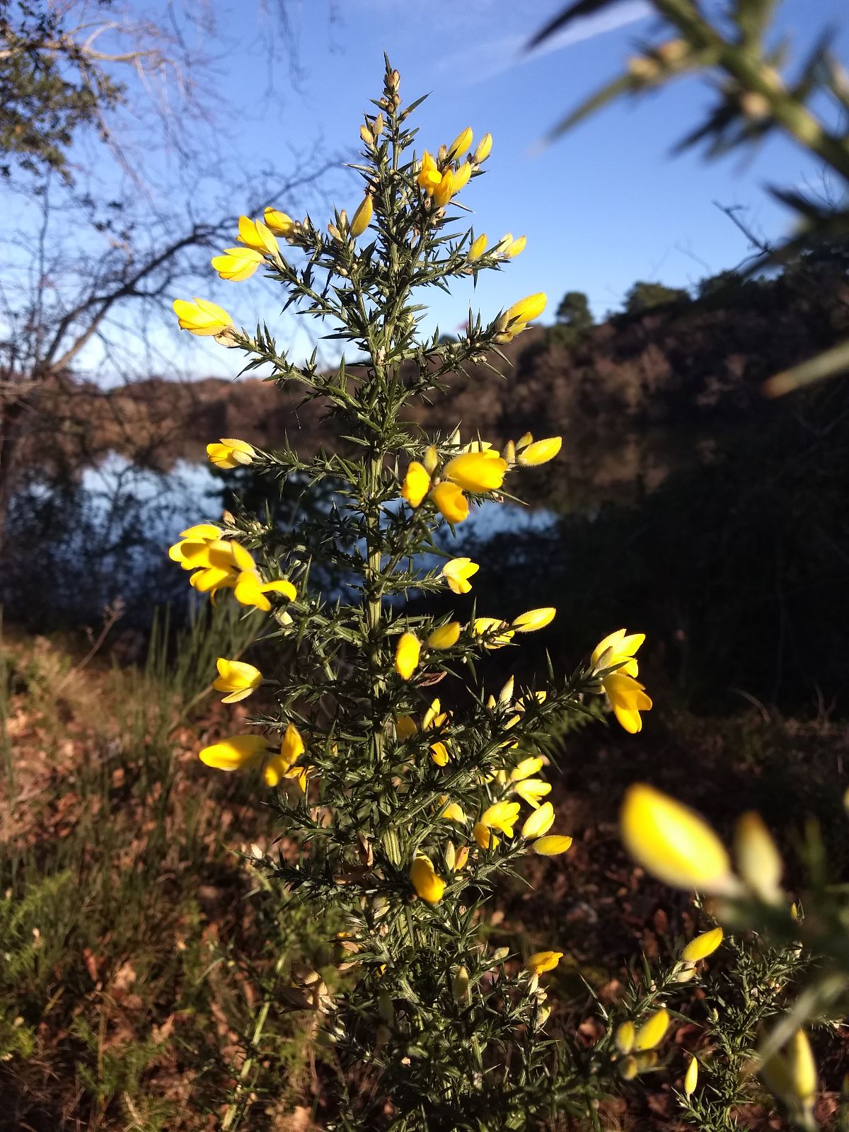 Une photographie de genêts...